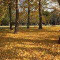 筑波大学内のイチョウ並木の紅葉が11月に見頃を迎える！