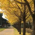 イチョウの紅葉が絶景！茨城県県南エリアの絶景スポット！